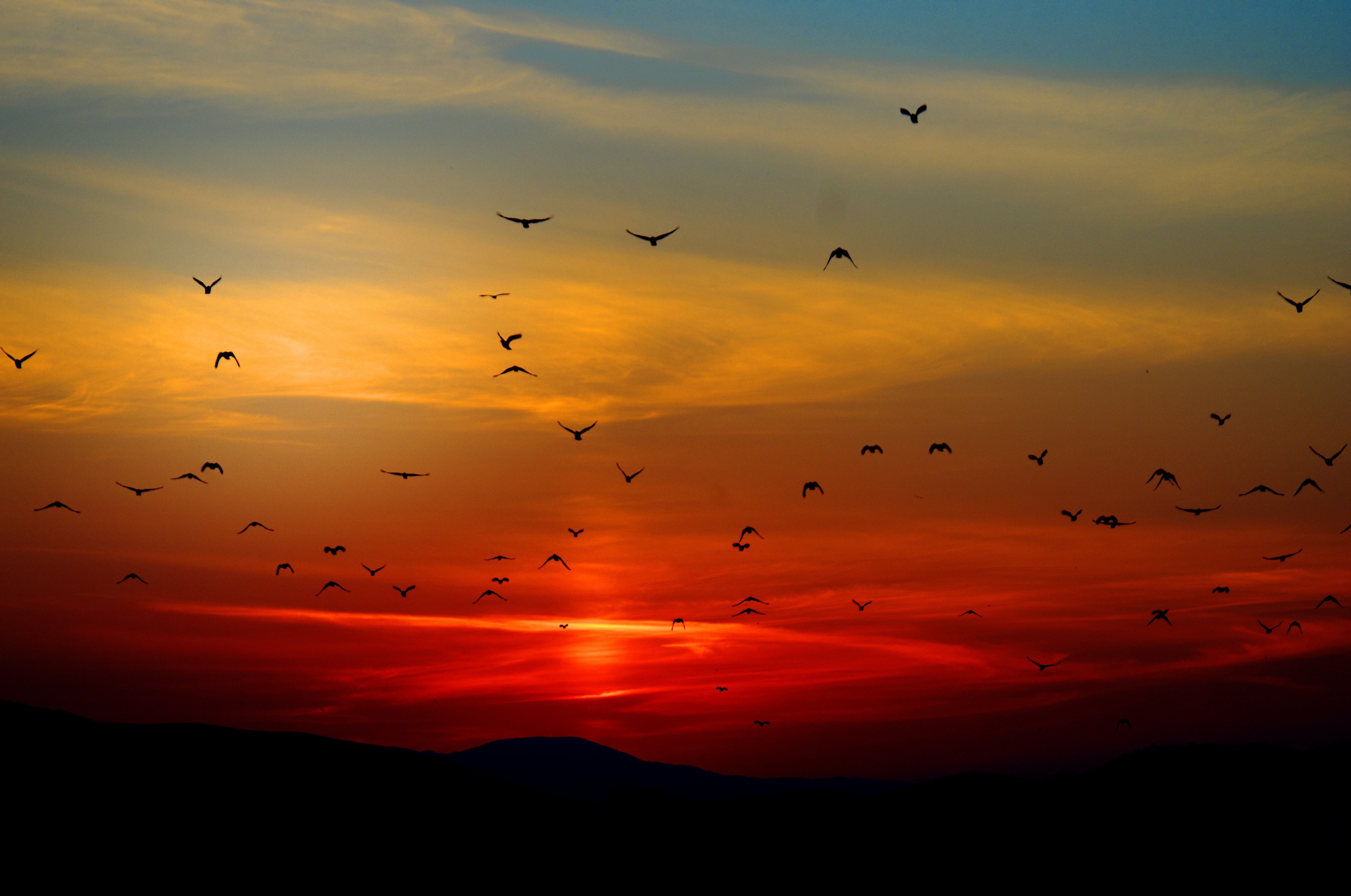 birds-dawn-dusk-70577